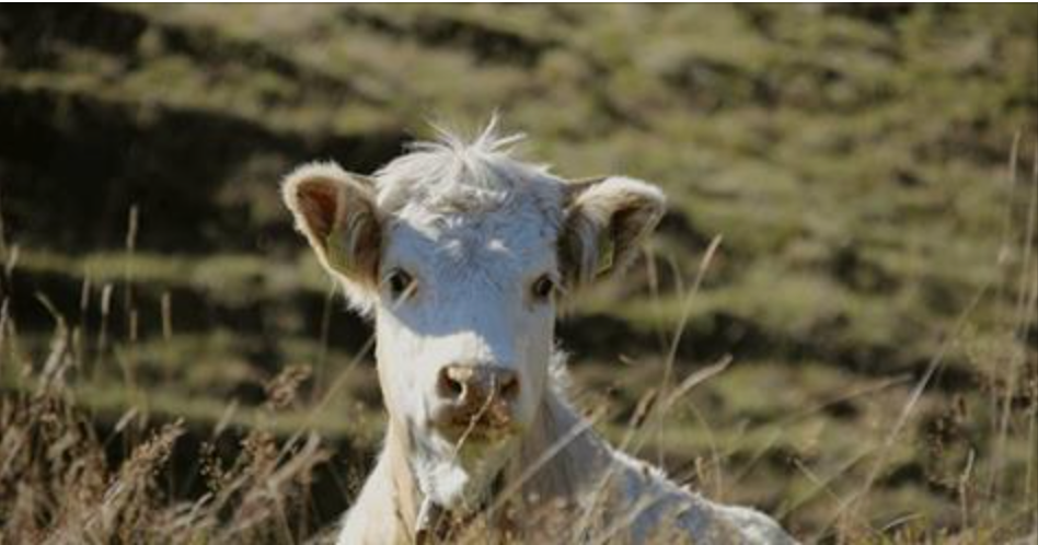 Switzerland: A New Land Of ICO Opportunities