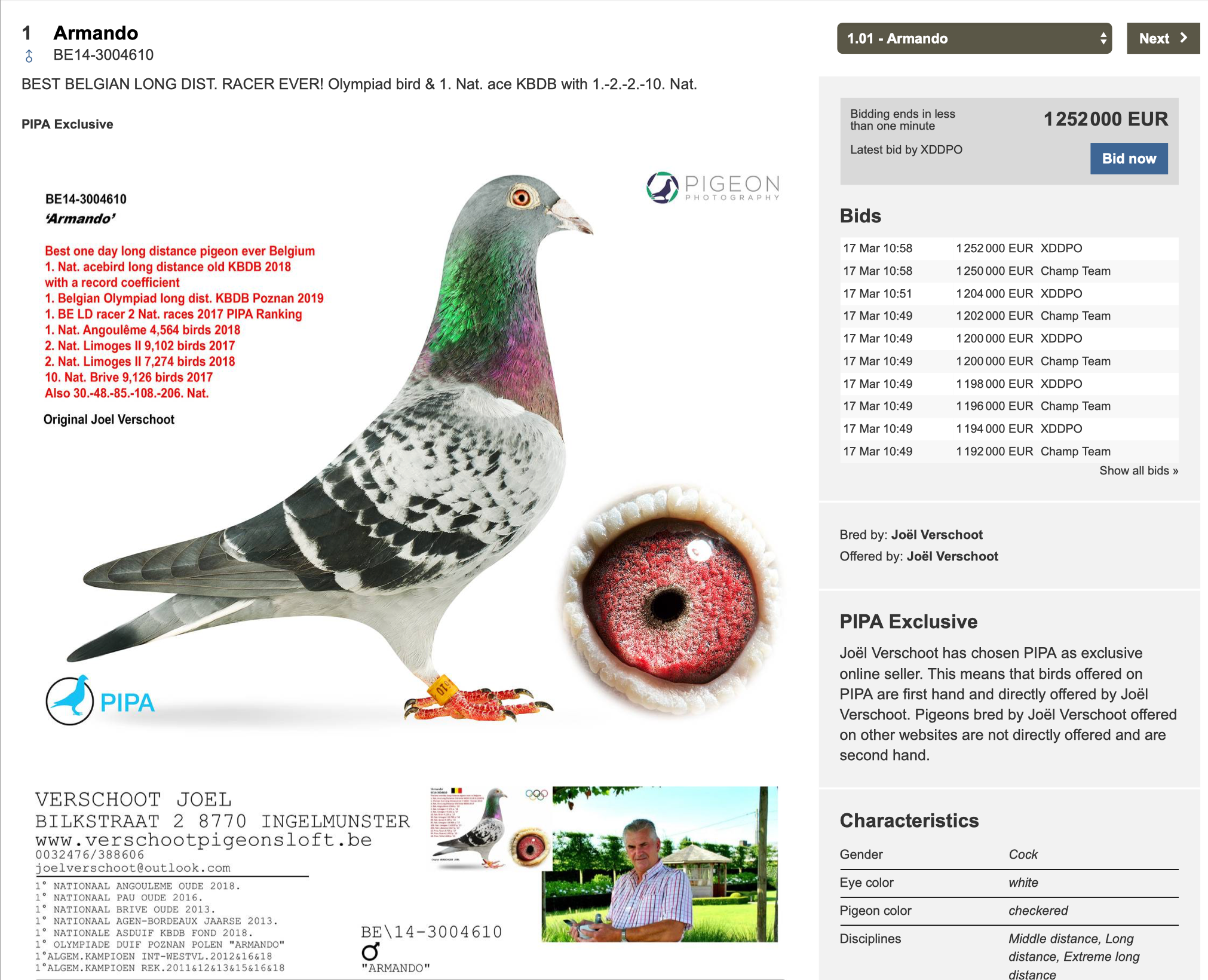 Meet Armando – The Worlds Most Expensive Racing Pigeon. €1,250,000. Meet Armando – The Worlds Most Expensive Racing Pigeon. €1,250,000.